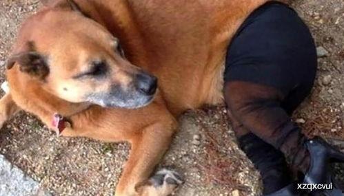 成人狗穿裤子视频大全,狗狗穿裤子的趣味瞬间大盘点