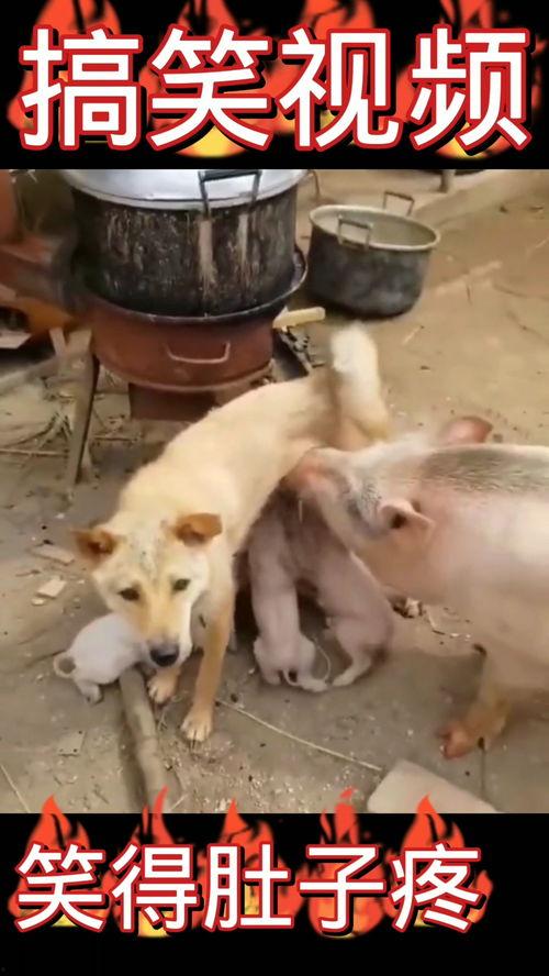 成人咬狗搞笑视频大全,成人版欢乐视频集锦