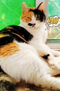 猫变成人ai视频剧情,猫咪奇遇记