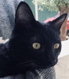 猫变成人ai视频剧情,猫咪奇遇记