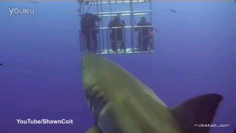 鲨鱼改造成人类视频,奇幻生物的进化奇遇